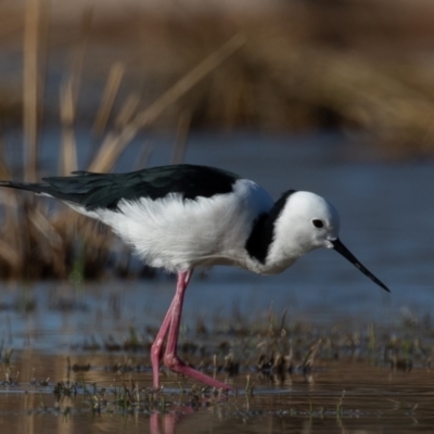 Himantopus leucocephalus (Pied Stilt) at Cunnamulla, QLD - 11 Aug 2017 by rawshorty