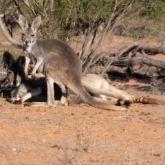 Osphranter rufus (Red Kangaroo) at Cunnamulla, QLD - 12 Aug 2017 by rawshorty