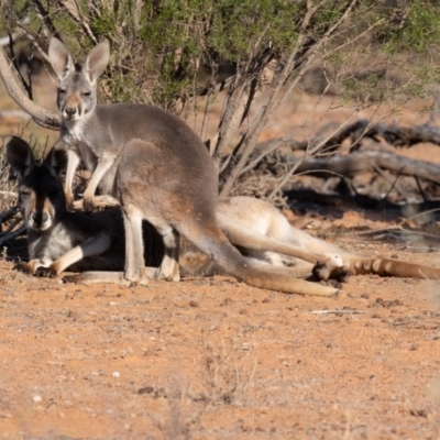 Osphranter rufus (Red Kangaroo) at Cunnamulla, QLD - 12 Aug 2017 by rawshorty