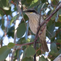 Gavicalis virescens (Singing Honeyeater) at Cunnamulla, QLD - 12 Aug 2017 by rawshorty