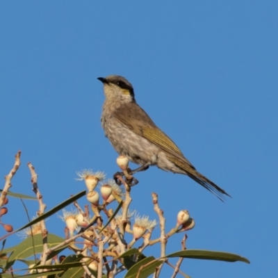 Gavicalis virescens (Singing Honeyeater) at Cunnamulla, QLD - 11 Aug 2017 by rawshorty