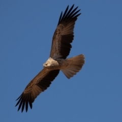 Haliastur sphenurus (Whistling Kite) at Cunnamulla, QLD - 12 Aug 2017 by rawshorty