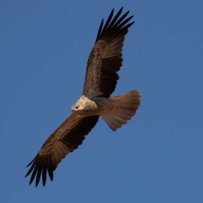 Haliastur sphenurus (Whistling Kite) at Cunnamulla, QLD - 12 Aug 2017 by rawshorty