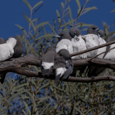 Artamus leucorynchus (White-breasted Woodswallow) at Cunnamulla, QLD - 11 Aug 2017 by rawshorty