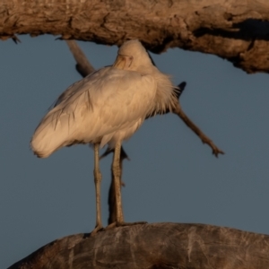 Platalea flavipes at Cunnamulla, QLD - 12 Aug 2017 05:22 PM