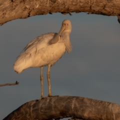 Platalea flavipes at Cunnamulla, QLD - 12 Aug 2017 05:22 PM