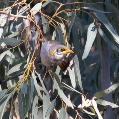 Manorina flavigula (Yellow-throated Miner) at Cunnamulla, QLD - 11 Aug 2017 by rawshorty