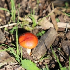 Leratiomyces ceres (Red Woodchip Fungus) at Cook, ACT - 6 May 2023 by Tammy