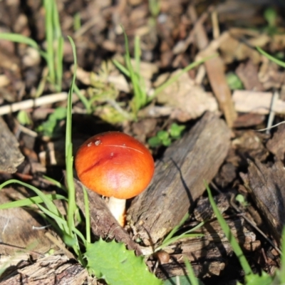 Leratiomyces ceres (Red Woodchip Fungus) at Cook, ACT - 6 May 2023 by Tammy