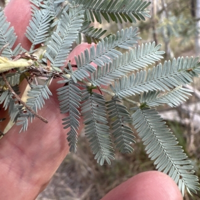 Acacia baileyana x Acacia dealbata (Cootamundra Wattle x Silver Wattle (Hybrid)) at Aranda, ACT - 6 May 2023 by lbradley