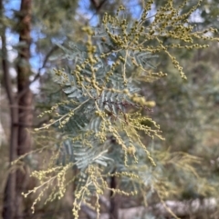 Acacia baileyana x Acacia dealbata at Aranda, ACT - 6 May 2023