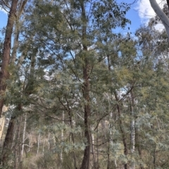 Acacia baileyana x Acacia dealbata at Aranda, ACT - 6 May 2023