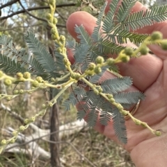 Acacia baileyana x Acacia dealbata at Aranda, ACT - 6 May 2023