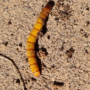 Saragus sp. (genus) at Isaacs, ACT - 6 May 2023