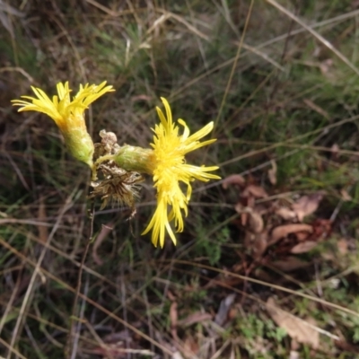 Podolepis hieracioides (Long Podolepis) at Tennent, ACT - 6 May 2023 by SandraH