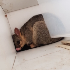 Trichosurus vulpecula (Common Brushtail Possum) at Kambah, ACT - 6 May 2023 by MatthewFrawley