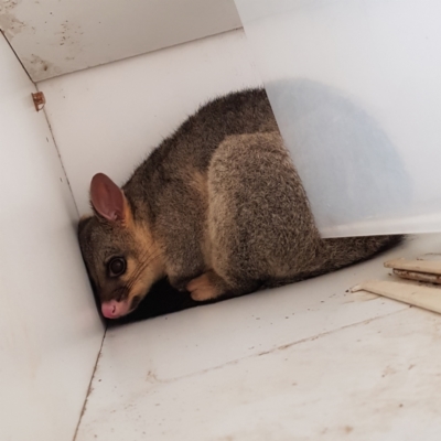 Trichosurus vulpecula (Common Brushtail Possum) at Kambah, ACT - 6 May 2023 by MatthewFrawley