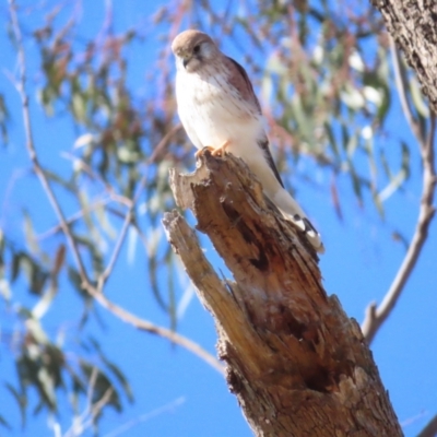 Falco cenchroides (Nankeen Kestrel) at Hackett, ACT - 6 May 2023 by BenW