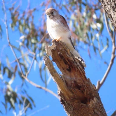 Falco cenchroides (Nankeen Kestrel) at Hackett, ACT - 6 May 2023 by TomW