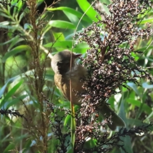 Pachycephala olivacea at Acton, ACT - suppressed