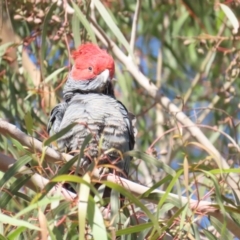 Callocephalon fimbriatum at Acton, ACT - 6 May 2023