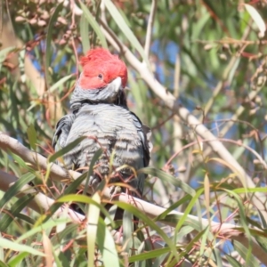 Callocephalon fimbriatum at Acton, ACT - suppressed