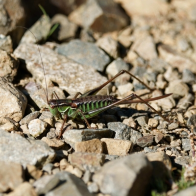 Chlorodectes montanus (Montane green shield back katydid) at Namadgi National Park - 26 Apr 2023 by DPRees125