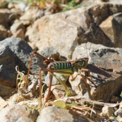 Chlorodectes montanus at Cotter River, ACT - 26 Apr 2023 01:43 PM