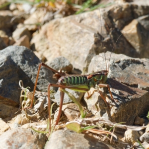 Chlorodectes montanus at Cotter River, ACT - 26 Apr 2023 01:43 PM