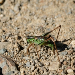 Chlorodectes montanus at Cotter River, ACT - 26 Apr 2023