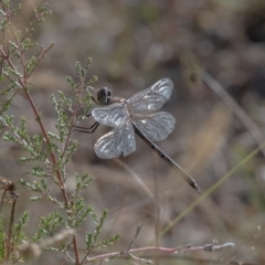 Hemicordulia tau (Tau Emerald) at Penrose, NSW - 9 Mar 2023 by NigeHartley