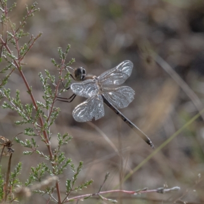 Hemicordulia tau (Tau Emerald) at Penrose, NSW - 9 Mar 2023 by NigeHartley