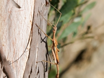 Didymuria violescens (Spur-legged stick insect) at Brindabella, NSW - 26 Apr 2023 by DPRees125