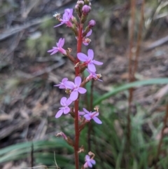 Stylidium armeria subsp. armeria (thrift trigger plant) at Gibraltar Pines - 6 May 2023 by WalterEgo