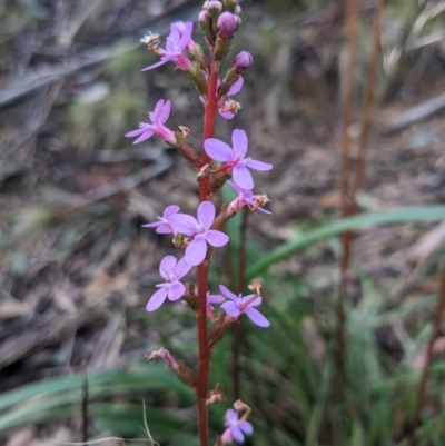 Stylidium armeria subsp. armeria (Trigger Plant) at Gibraltar Pines - 6 May 2023 by WalterEgo