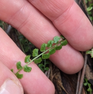 Asplenium flabellifolium at Paddys River, ACT - 6 May 2023