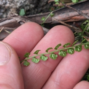 Asplenium flabellifolium at Paddys River, ACT - 6 May 2023