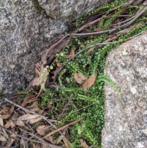 Asplenium flabellifolium at Paddys River, ACT - 6 May 2023