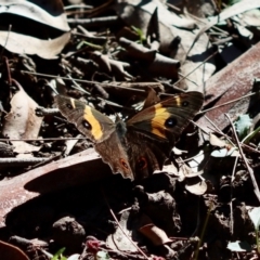 Tisiphone abeona (Varied Sword-grass Brown) at Moruya, NSW - 6 May 2023 by LisaH