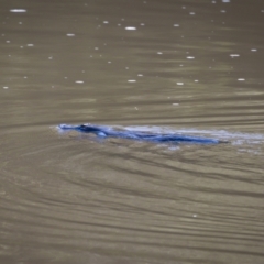 Ornithorhynchus anatinus (Platypus) at Cotter Reserve - 6 May 2023 by cedrisc