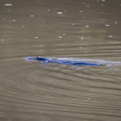 Ornithorhynchus anatinus (Platypus) at Stromlo, ACT - 6 May 2023 by cedrisc