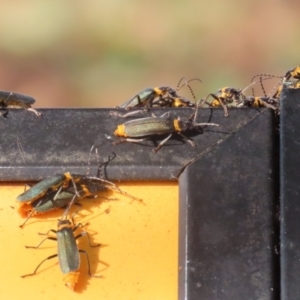 Chauliognathus lugubris at Symonston, ACT - 6 May 2023