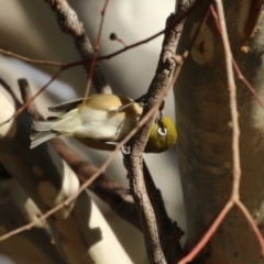 Zosterops lateralis at Symonston, ACT - 6 May 2023