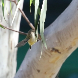 Smicrornis brevirostris at Symonston, ACT - 6 May 2023