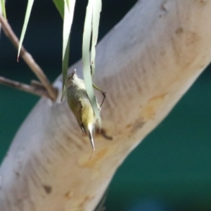 Smicrornis brevirostris at Symonston, ACT - 6 May 2023