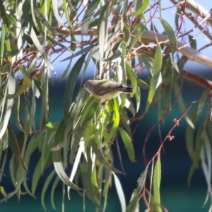 Smicrornis brevirostris at Symonston, ACT - 6 May 2023