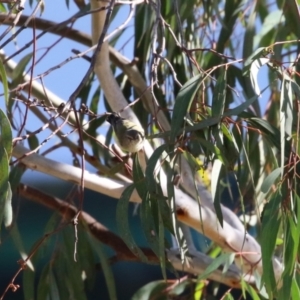 Smicrornis brevirostris at Symonston, ACT - 6 May 2023