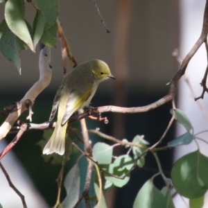 Ptilotula penicillata at Symonston, ACT - 6 May 2023