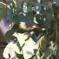 Ptilotula penicillata at Symonston, ACT - 6 May 2023