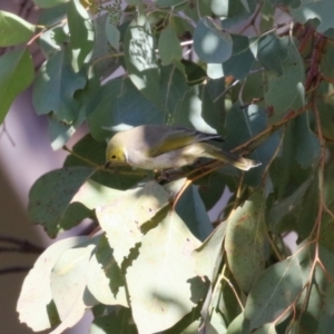 Ptilotula penicillata at Symonston, ACT - 6 May 2023